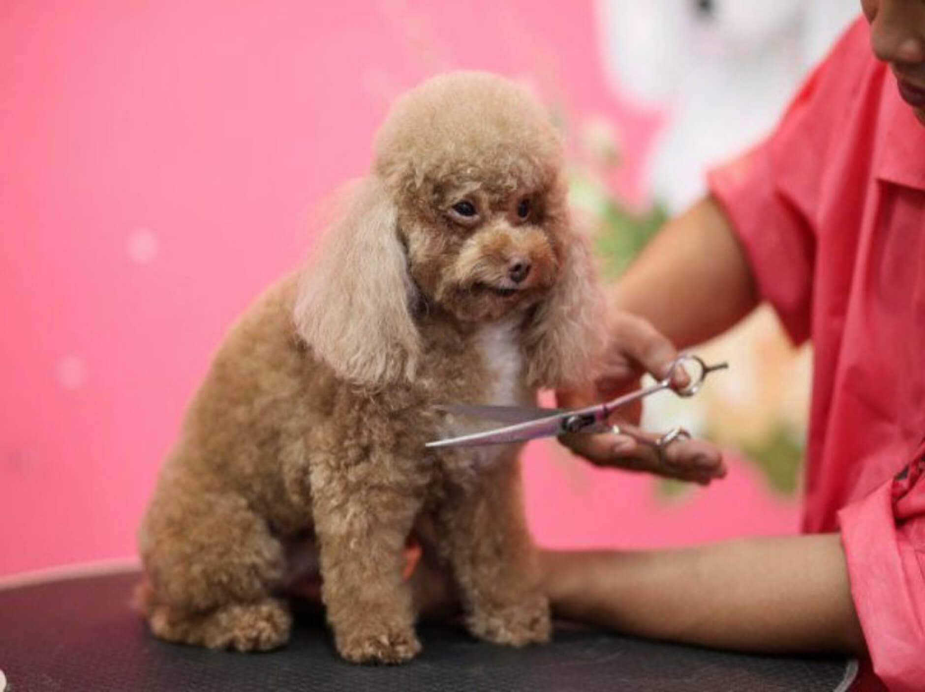 Cách cắt lông chó poodle tại nhà sẽ giúp cún cưng giảm thiểu nguy cơ mắc các bệnh về da