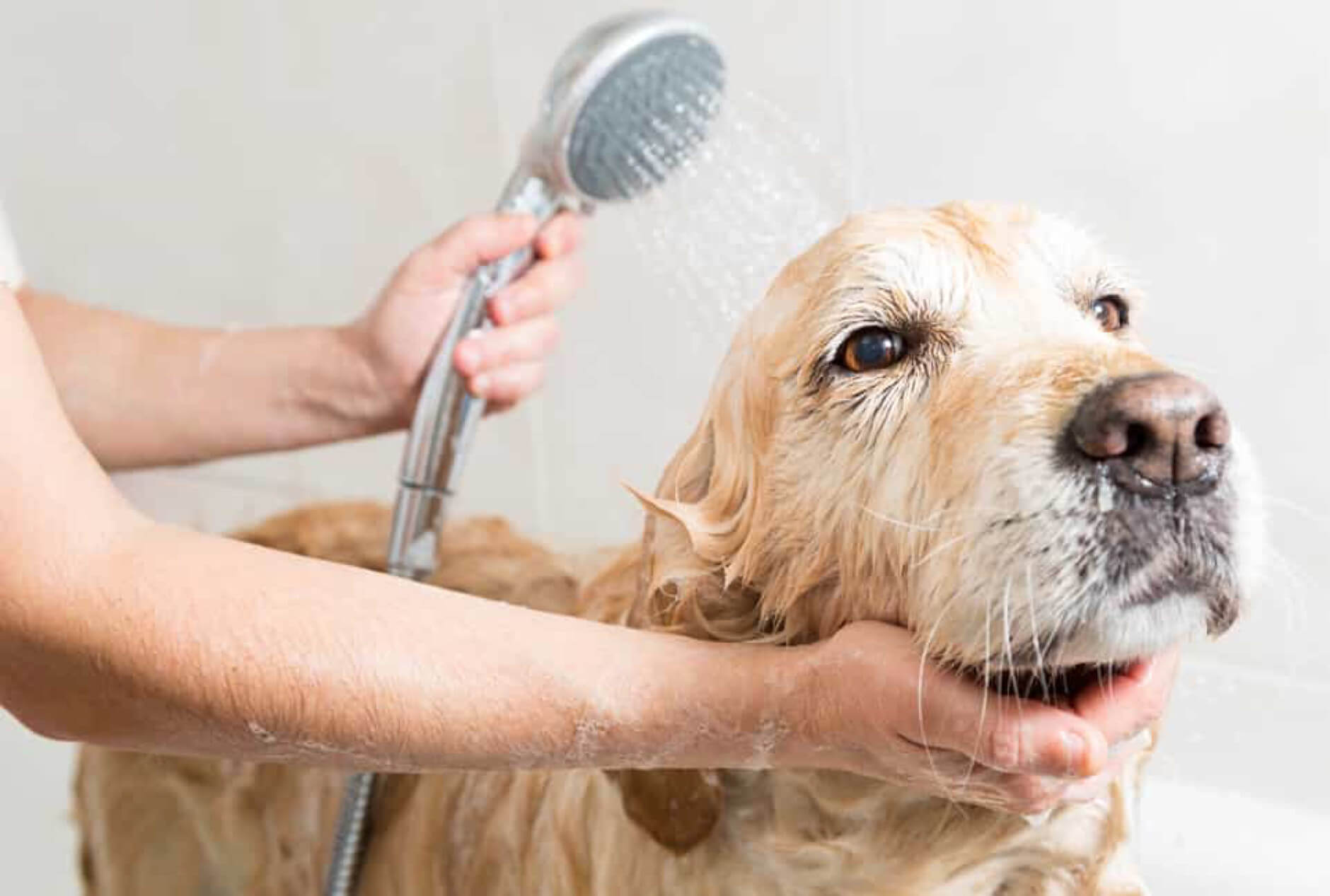 Cún cưng cần được vệ sinh sạch sẽ trước khi cách tỉa lông chó tại nhà